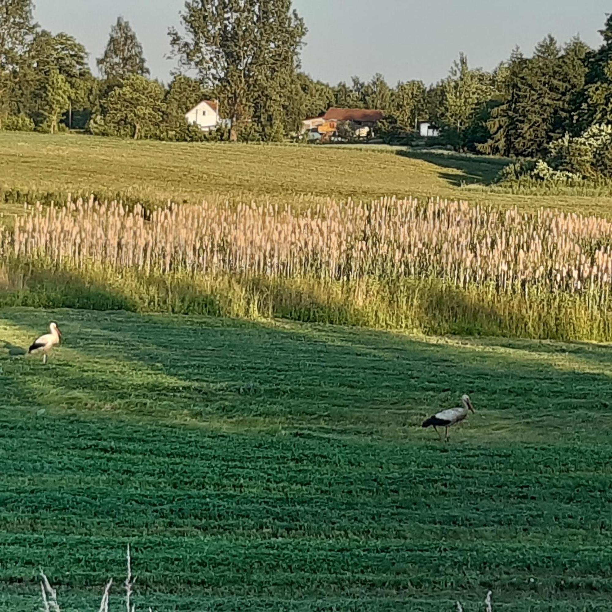 Domek w Kwiatach Zyndaki Zewnętrze zdjęcie